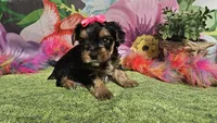 Saffron , a female Yorkshire Terrier for sale in Brighton, MO – Photo 7 of 9