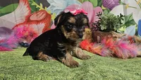 Saffron , a female Yorkshire Terrier for sale in Brighton, MO – Photo 9 of 9