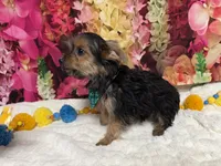 Cody, a male Yorkshire Terrier for sale in Brighton, MO – 8 of 9
