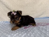 Clara, a female Yorkshire Terrier for sale in Brighton, MO – 3 of 9