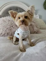 Winston, a male Yorkshire Terrier for sale in Brighton, MO – 5 of 7