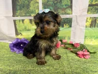 Savanna , a male Yorkshire Terrier for sale in Brighton, MO – 2 of 9
