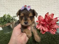 Heidi, a female Yorkshire Terrier for sale in Brighton, MO – 2 of 7