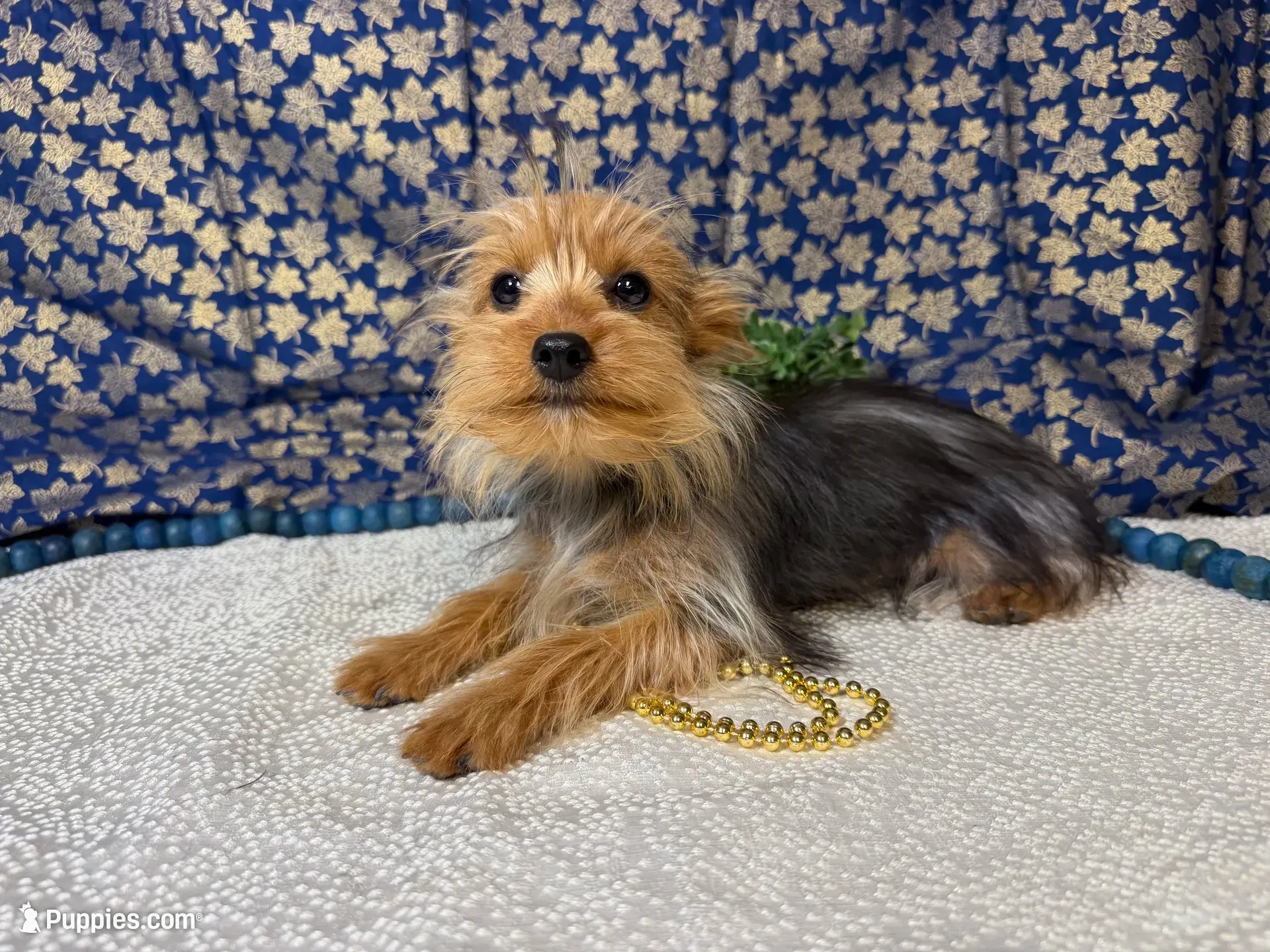 Baxter neutered , a male Yorkshire Terrier for sale in Brighton, MO – 1 of 7