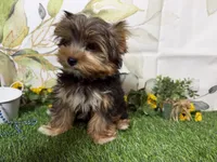 Brent, a male Yorkshire Terrier for sale in Brighton, MO – 2 of 10