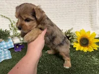 Roman, a male Yorkshire Terrier for sale in Brighton, MO – 7 of 10