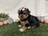 Bella, a female Yorkshire Terrier for sale in Brighton, MO – 3 of 8
