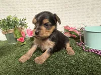 Honey, a female Yorkshire Terrier for sale in Brighton, MO – 4 of 6