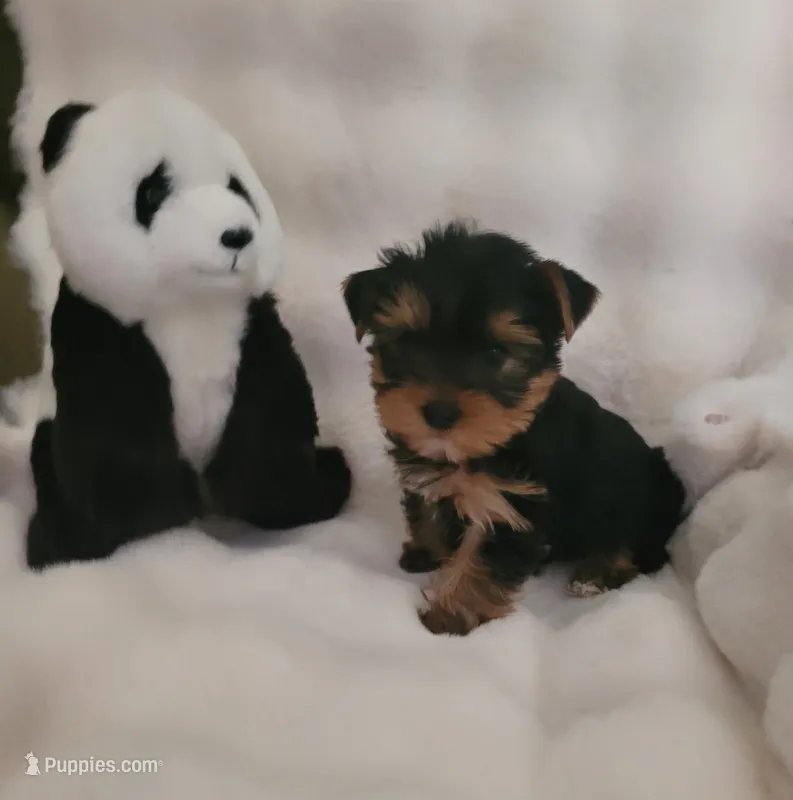 Andy – Yorkshire Terrier puppy for sale in Brighton, MO