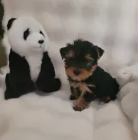 Andy, a male Yorkshire Terrier for sale in Brighton, MO – 1 of 4