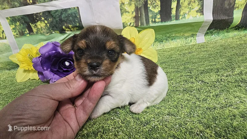 Hazel  – Yorkshire Terrier puppy for sale in Brighton, MO