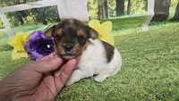 Hazel , a female Yorkshire Terrier for sale in Brighton, MO – 1 of 9