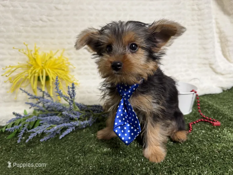 Baxter  – Yorkshire Terrier puppy for sale in Brighton, MO