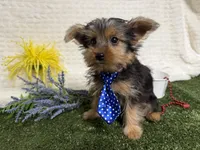 Baxter , a male Yorkshire Terrier for sale in Brighton, MO – 1 of 7