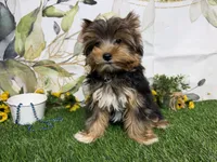 Brent, a male Yorkshire Terrier for sale in Brighton, MO – 9 of 10