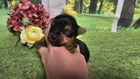 Ceci, a female Yorkshire Terrier for sale in Brighton, MO – 3 of 8