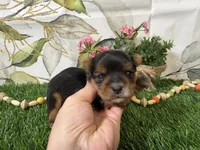 Nadia, a female Yorkshire Terrier for sale in Brighton, MO – 7 of 7