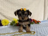 Ceci, a female Yorkshire Terrier for sale in Brighton, MO – 8 of 10