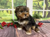 Brent, a male Yorkshire Terrier for sale in Brighton, MO – 3 of 7