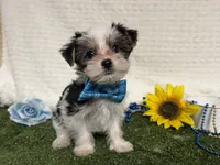 Banjo, a male Yorkshire Terrier for sale in Brighton, MO – 5 of 7