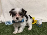 Banjo, a male Yorkshire Terrier for sale in Brighton, MO – 4 of 7