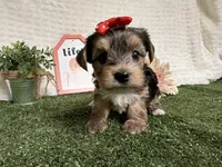 Rain, a male Yorkshire Terrier for sale in Brighton, MO – 3 of 10