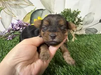 Simone, a female Yorkshire Terrier for sale in Brighton, MO – 6 of 7
