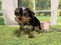 Stella , a female Yorkshire Terrier for sale in Brighton, MO – 5 of 7