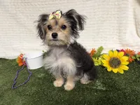 Tickles , a female Morkie for sale in Brighton, MO – 4 of 8