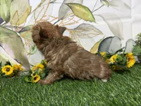 Graham , a male Yorkshire Terrier for sale in Brighton, MO – 7 of 9