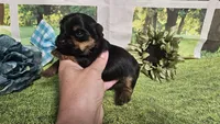 Chris , a female Yorkshire Terrier for sale in Brighton, MO – 6 of 8