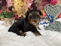 Brent, a male Yorkshire Terrier for sale in Brighton, MO – 5 of 9