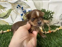 Nash, a male Yorkshire Terrier for sale in Brighton, MO – 5 of 5