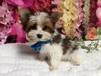 Carter , a male Yorkshire Terrier for sale in Brighton, MO – 1 of 10