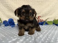 Cody, a female Yorkshire Terrier for sale in Brighton, MO – 8 of 8