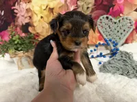 Brent, a male Yorkshire Terrier for sale in Brighton, MO – 6 of 9