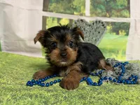 Sunny, a male Yorkshire Terrier for sale in Brighton, MO – 2 of 5