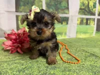 Shellu, a female Yorkshire Terrier for sale in Brighton, MO – 2 of 9