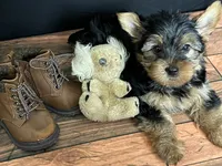 Clover , a male Yorkshire Terrier for sale in Brighton, MO – 6 of 7