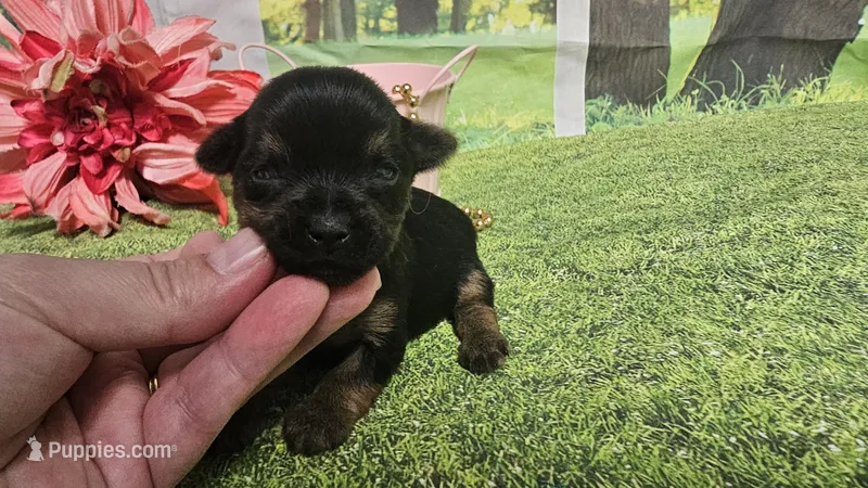 Clara – Yorkshire Terrier puppy for sale in Brighton, MO