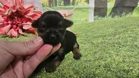 Clara, a female Yorkshire Terrier for sale in Brighton, MO – 1 of 6