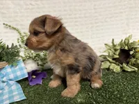 Roman, a male Yorkshire Terrier for sale in Brighton, MO – 9 of 10