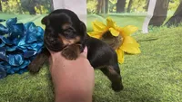 Cody, a female Yorkshire Terrier for sale in Brighton, MO – 4 of 6