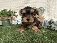 Levi, a female Yorkshire Terrier for sale in Brighton, MO – 6 of 7