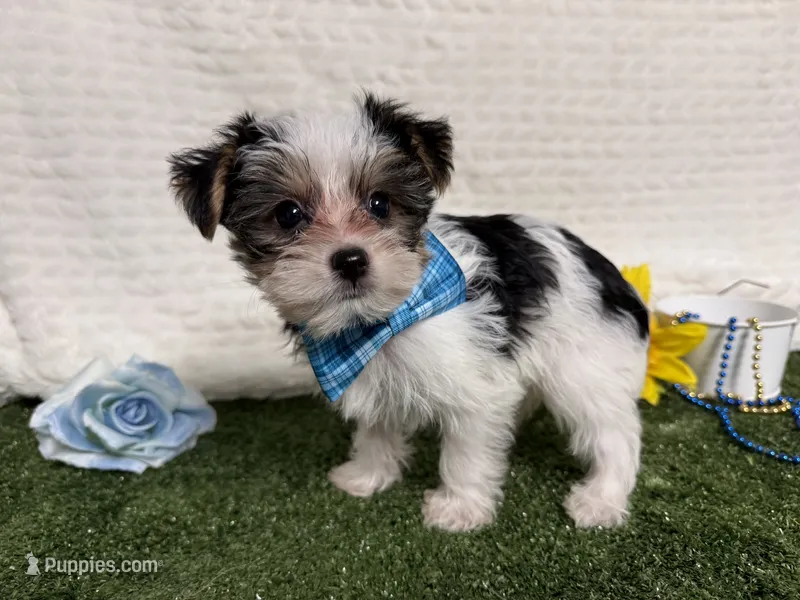 Banjo – Yorkshire Terrier puppy for sale in Brighton, MO