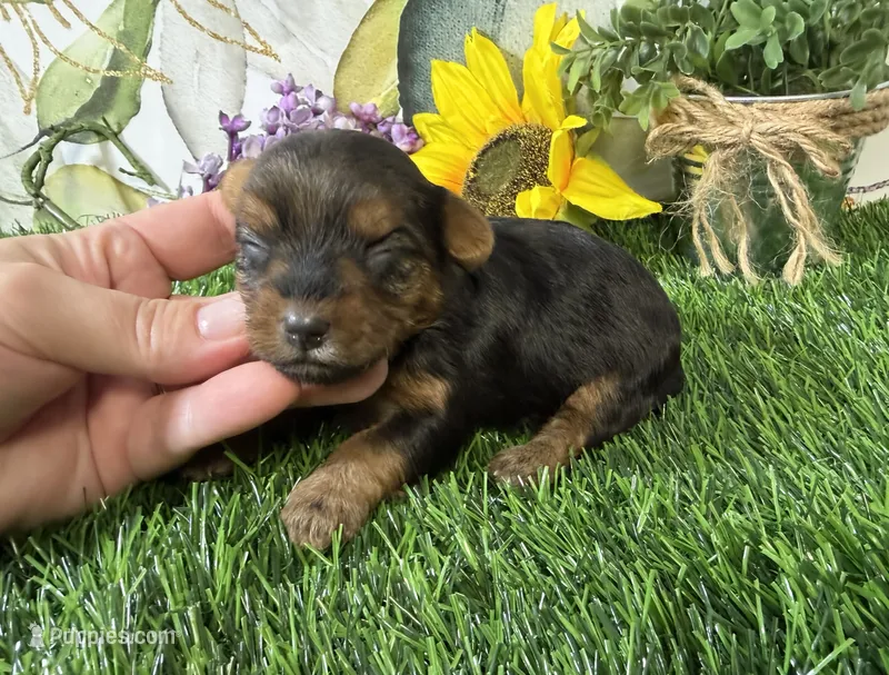 Simone – Yorkshire Terrier puppy for sale in Brighton, MO