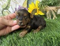Simone, a female Yorkshire Terrier for sale in Brighton, MO – 1 of 7