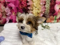 Carter , a male Yorkshire Terrier for sale in Brighton, MO – 3 of 10
