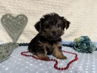 Chris , a female Yorkshire Terrier for sale in Brighton, MO – 6 of 9