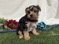 Biscuit, a male Yorkshire Terrier for sale in Brighton, MO – 3 of 7
